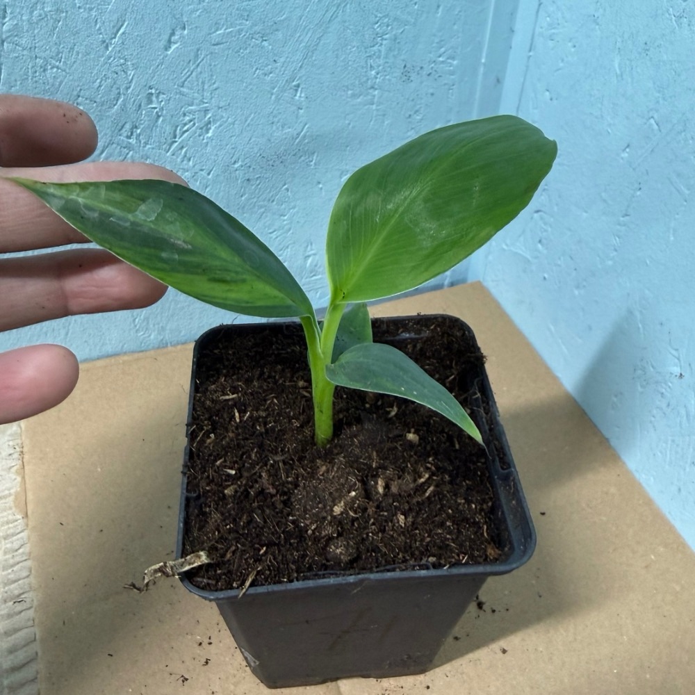 Musa basjoo variegated nr 71 - Afbeelding 2