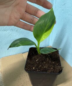 Alternative view of Musa basjoo variegated nr 72