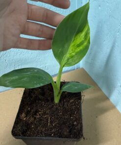 Alternative view of Musa dwarf cavendish variegated nr 7