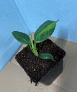 Alternative view of Musa dwarf cavendish variegated nr 8