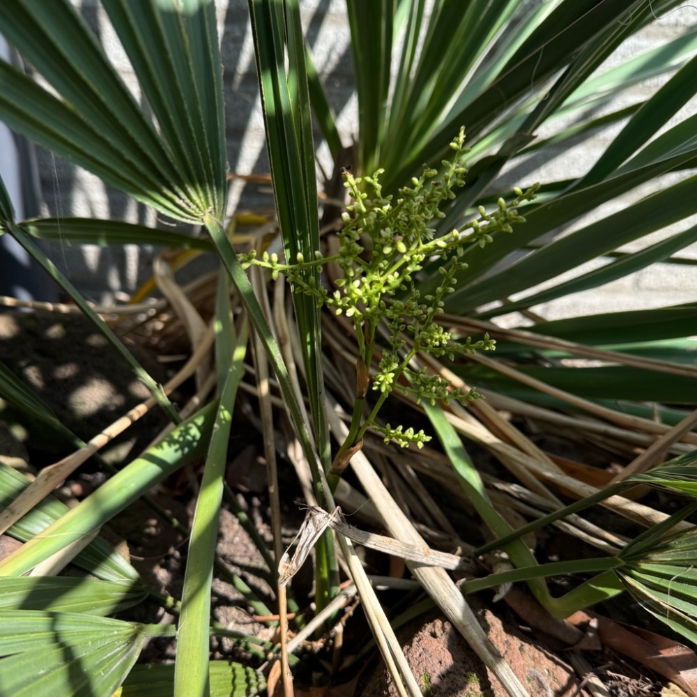 Sabal minor ‘Blountstown Dwarf’