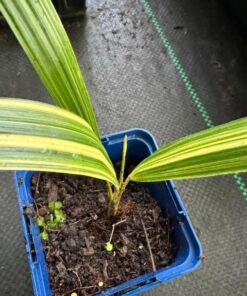 Alternative view of Trachycarpus fortunei variegated