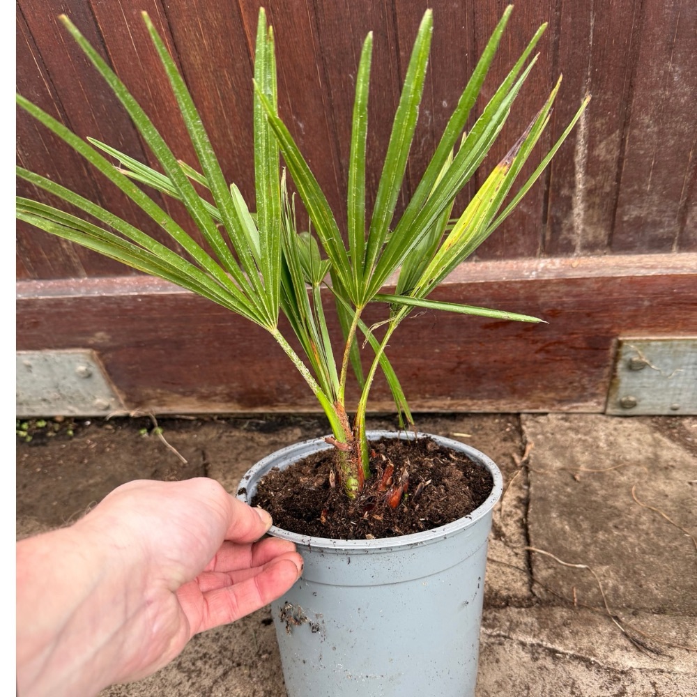 Trachycarpus nanus tall silver medium size - Image 4