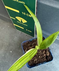 Alternative view of Trachycarpus fortunei variegated