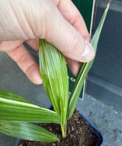 Alternative view of Trachycarpus fortunei variegated nr 2
