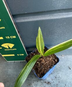 Alternative view of Trachycarpus fortunei variegated nr 3