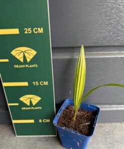 Trachycarpus fortunei variegated