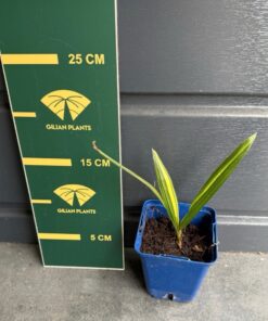 Trachycarpus fortunei variegated nr 4