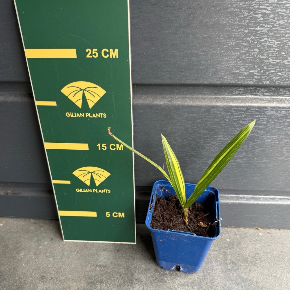 Trachycarpus fortunei variegated nr 4