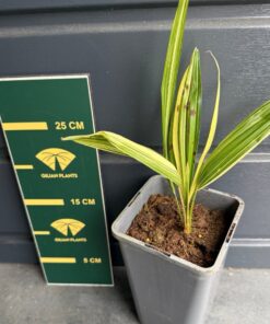 Trachycarpus fortunei variegated XL