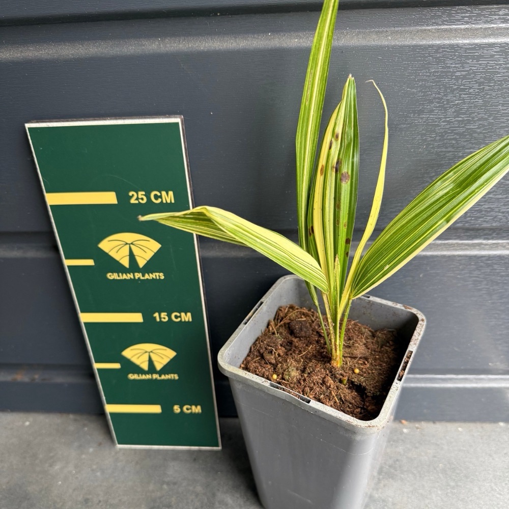 Trachycarpus fortunei variegated XL
