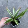 Trachycarpus fortunei variegated XL