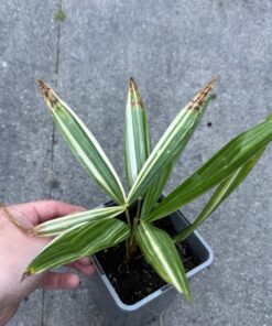 Trachycarpus fortunei variegated XL