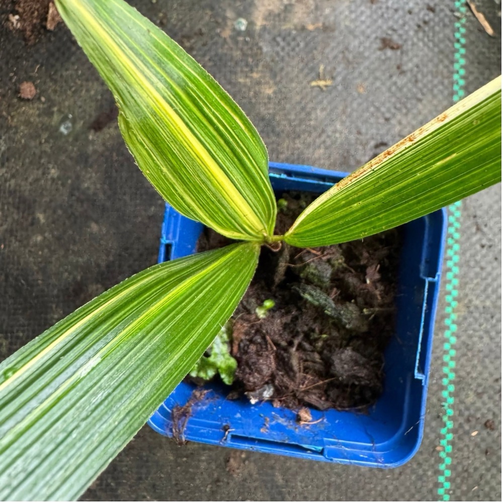 Trachycarpus fortunei variegated