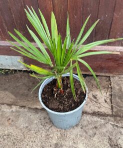 Trachycarpus nanus tall silver medium size