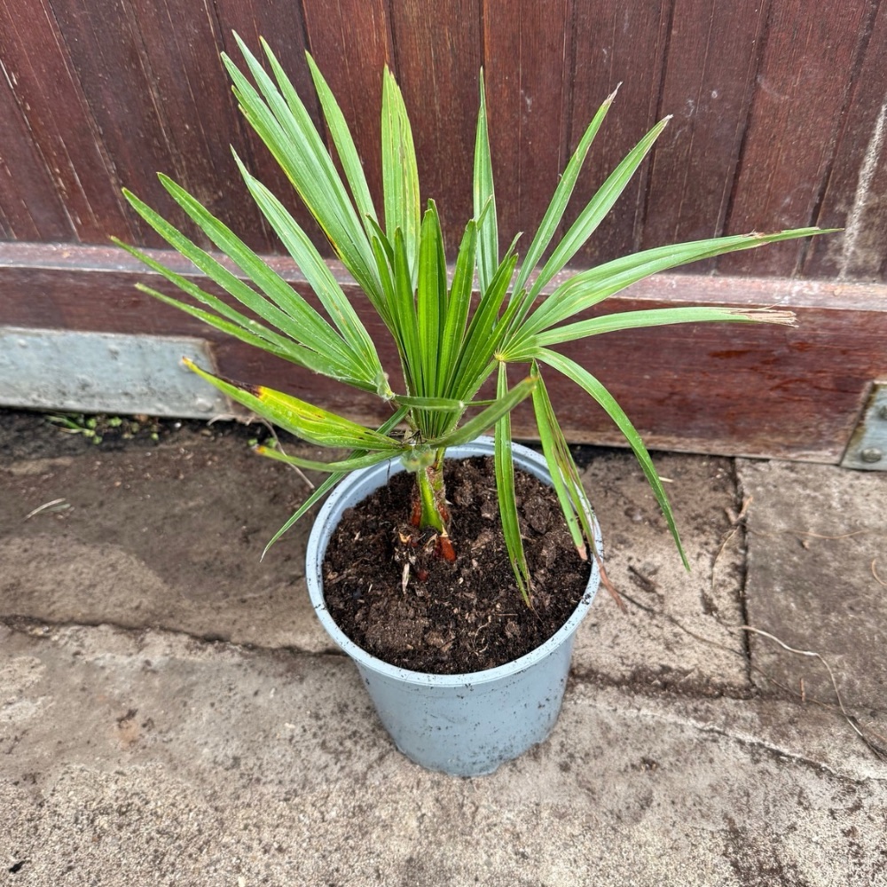 Trachycarpus nanus tall silver medium size