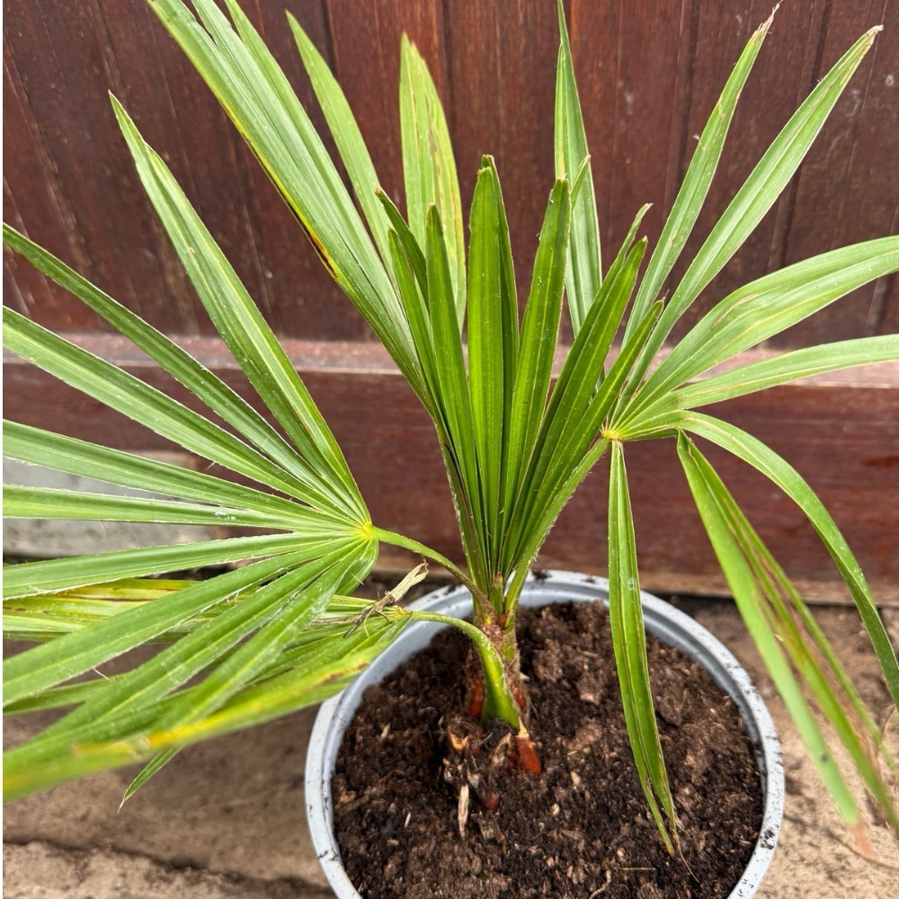 Trachycarpus nanus tall silver medium size - Image 3