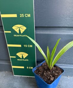 Trachycarpus fortunei variegated