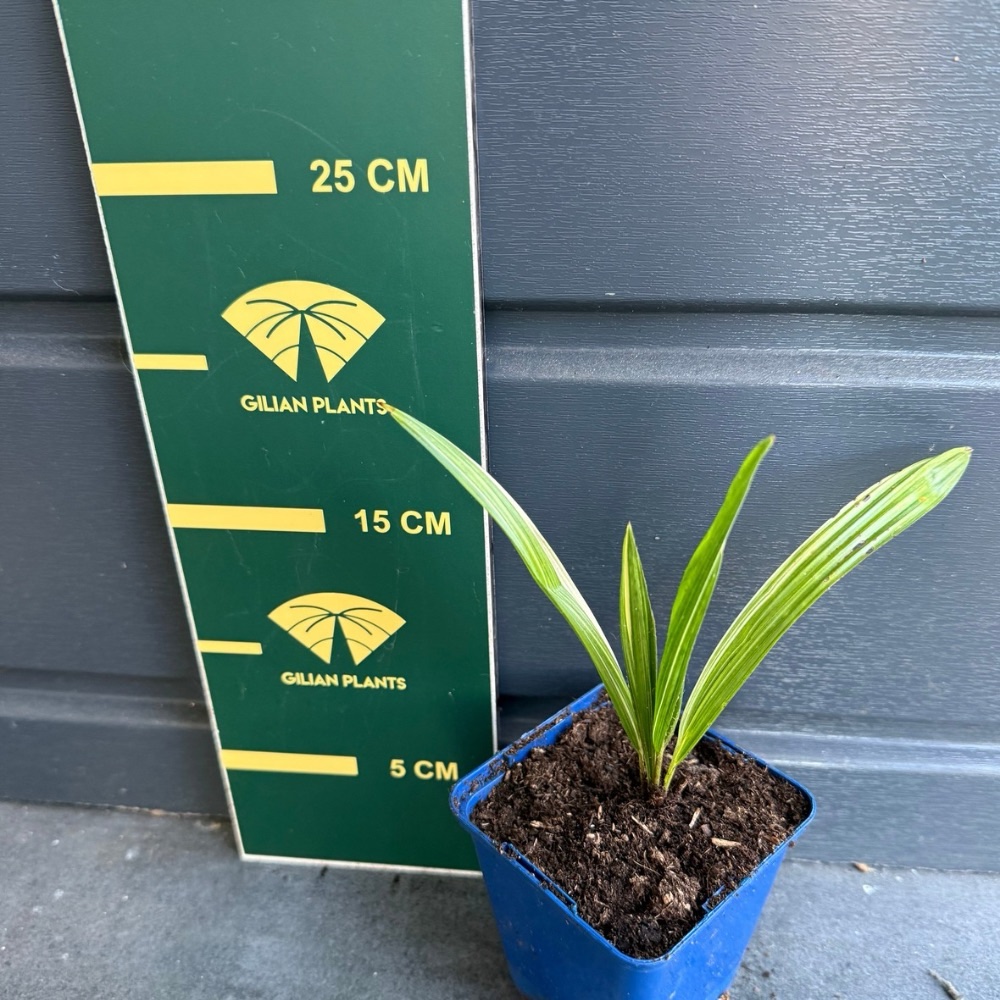 Trachycarpus fortunei variegated