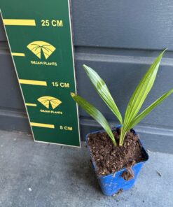 Trachycarpus fortunei variegated nr 2