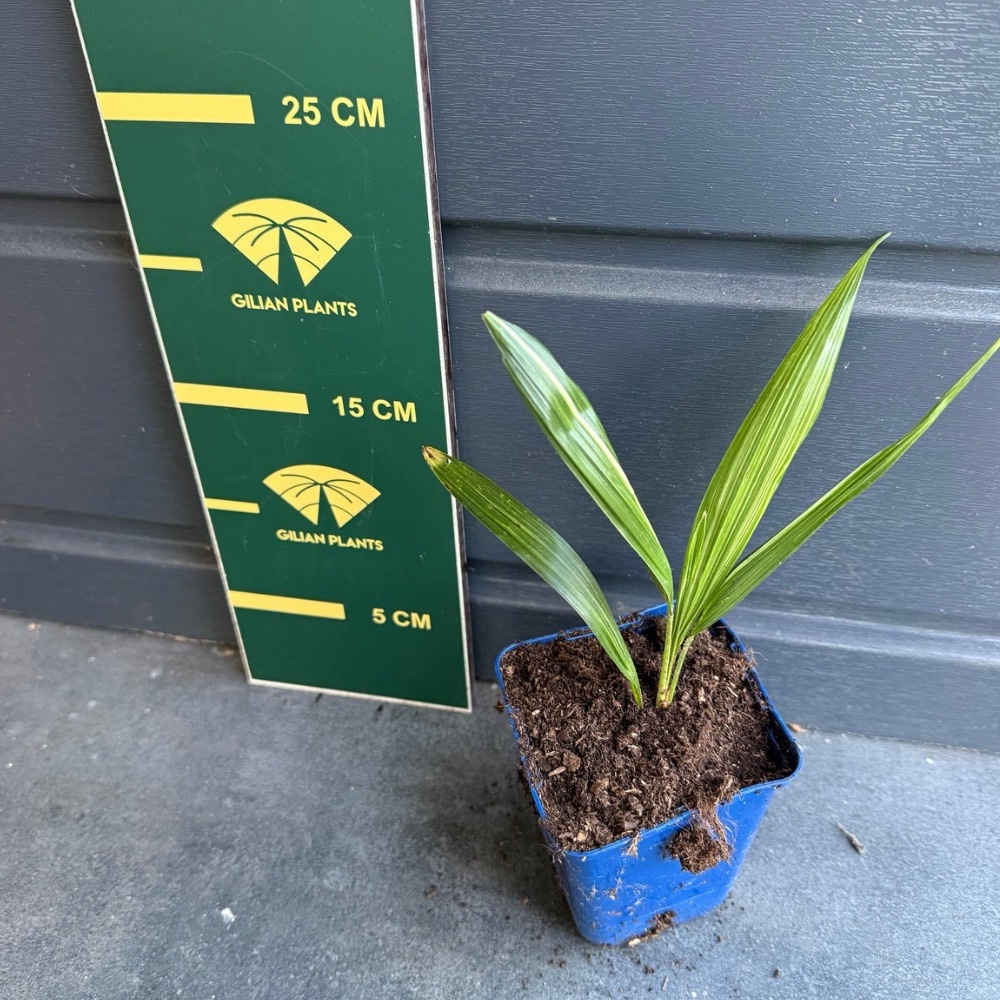 Trachycarpus fortunei variegated nr 2