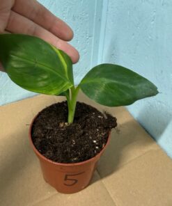 Musa dwarf cavendish variegated nr 5