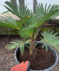 Alternative view of Trachycarpus wagnerianus XL 10 liter pot