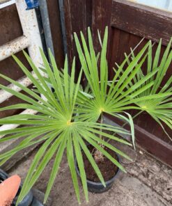 Alternative view of Trachycarpus winsan xxl