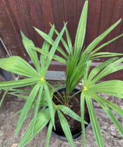 Alternative view of Trachycarpus kumaon x naggy big plant