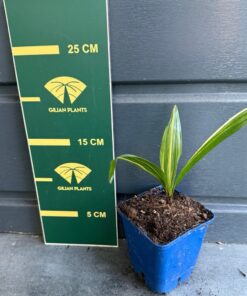 Trachycarpus fortunei variegated nr 3