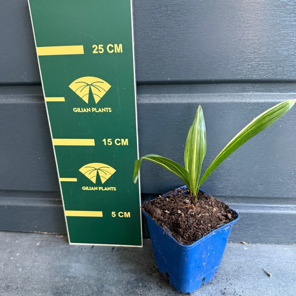 Trachycarpus fortunei variegated nr 3