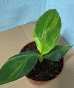 Alternative view of Musa basjoo variegated nr 60