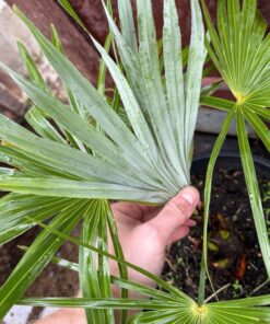 Alternative view of Trachycarpus princeps x fortunei XL