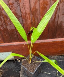Trachycarpus naggy x kumaon XL