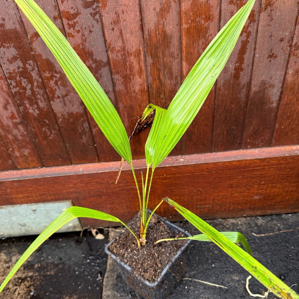 Trachycarpus naggy x kumaon XL