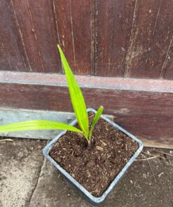 Trachycarpus princeps x ukhrulensis medium