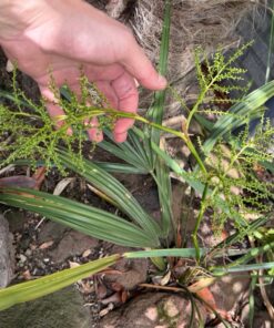 Sabal minor ‘Blountstown Dwarf’