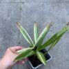 Trachycarpus fortunei variegated XL - Image 3