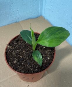 Alternative view of Musa basjoo variegated nr 61