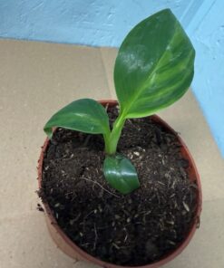 Alternative view of Musa basjoo variegated nr 62