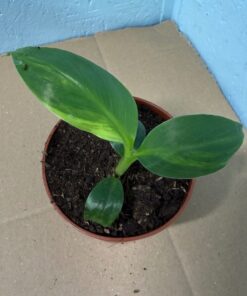 Alternative view of Musa basjoo variegated nr 63