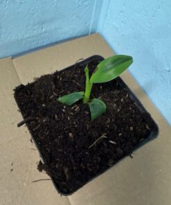 Alternative view of Musa basjoo variegated nr 65