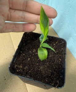 Alternative view of Musa basjoo variegated nr 66