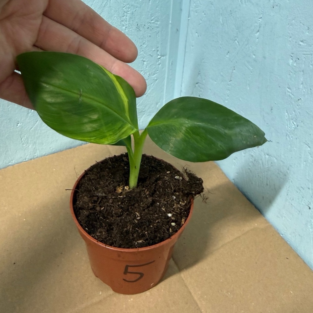 Musa dwarf cavendish variegated nr 5