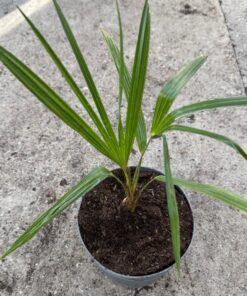 Trachycarpus nova wide form split leaves