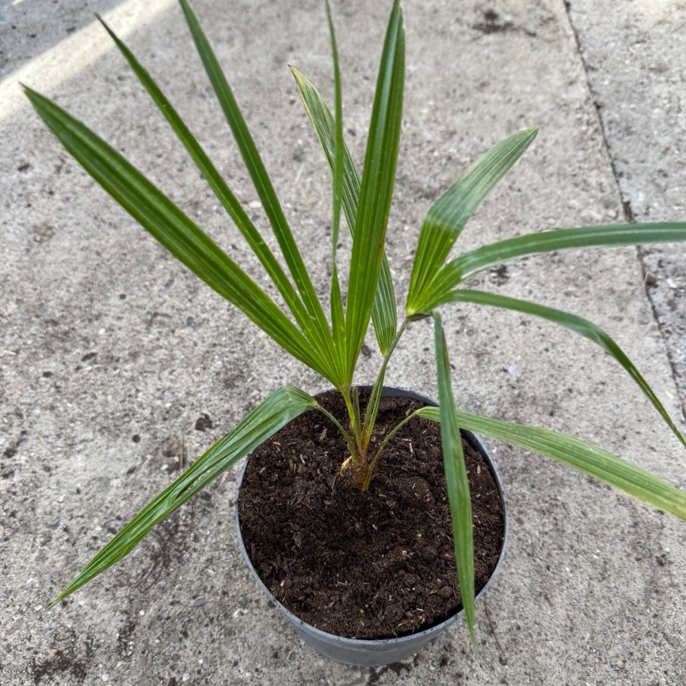 Trachycarpus nova wide form split leaves