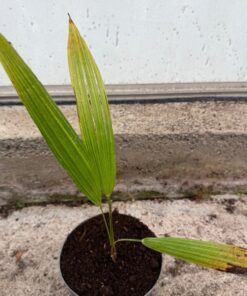 Trachycarpus winsan x kumaon medium