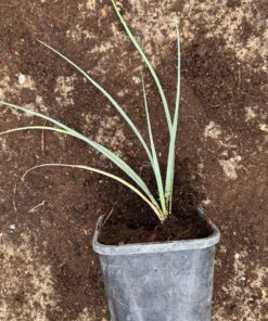Yucca glauca medium