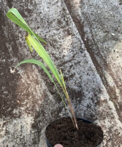 Trachycarpus ukhrulensis starting split leave