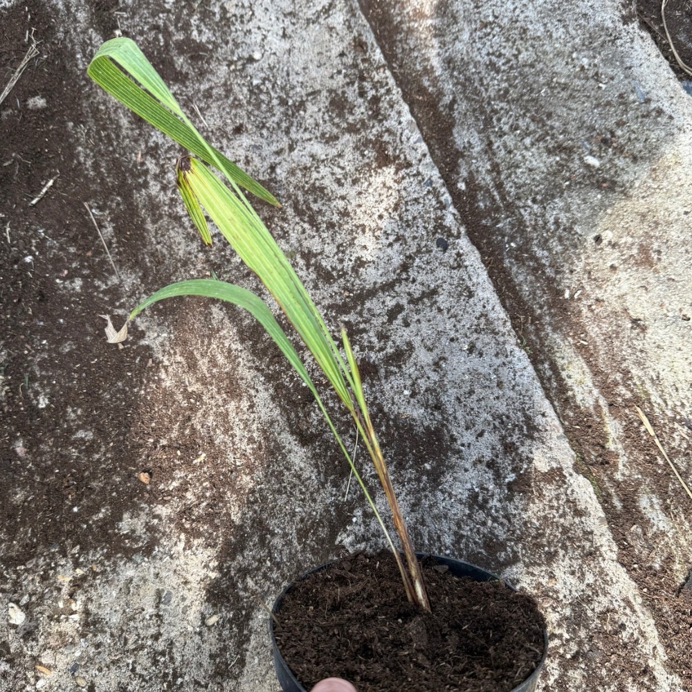 Trachycarpus ukhrulensis starting split leave